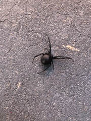 Latrodectus