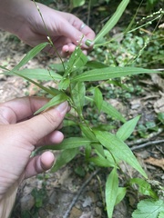 Persicaria longiseta