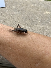 Gryllus