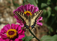 Papilio machaon