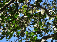 Apodytes dimidiata dimidiata