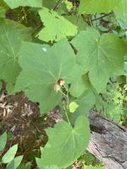 Rubus parviflorus