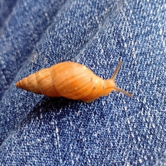 Bulimulus bonariensis