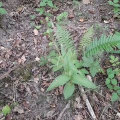 Epipactis helleborine