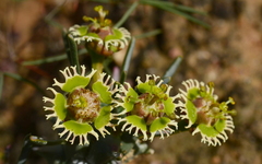 Euphorbia caput-medusae