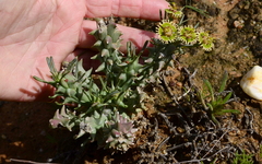 Euphorbia caput-medusae