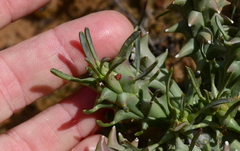 Euphorbia caput-medusae