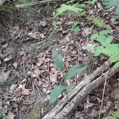 Epipactis helleborine