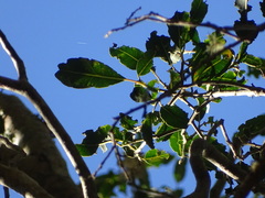 Apodytes dimidiata dimidiata