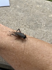 Gryllus