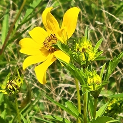 Bidens polylepis