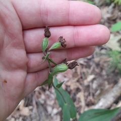 Epipactis helleborine