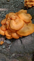 Omphalotus