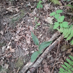 Epipactis helleborine