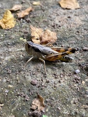 Boopedon flaviventris