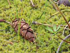 Pseudotsuga menziesii glauca