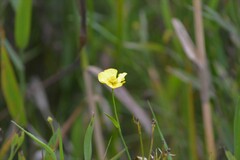 Ranunculus lingua