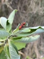 Tetraopes tetrophthalmus