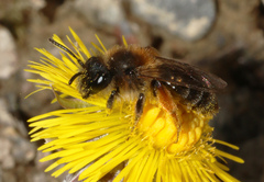 Andrena ruficrus