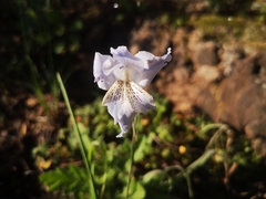 Gladiolus gracilis