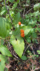 Prosartes trachycarpa