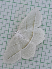 Campaea perlata