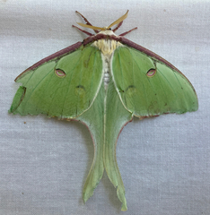 Actias luna