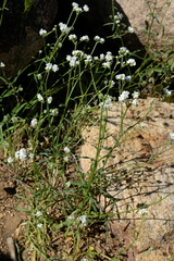 Cryptantha