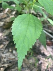 Boehmeria cylindrica