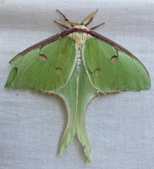 Actias luna