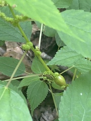 Boehmeria cylindrica