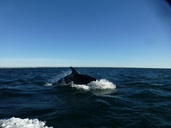 Orcinus orca
