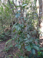 Trichocladus crinitus