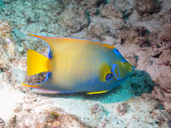 Holacanthus ciliaris