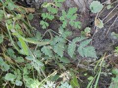 Chaerophyllum aureum