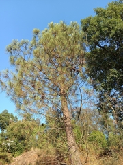 Pinus halepensis