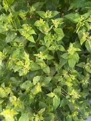 Mirabilis