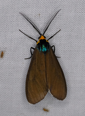 Ctenucha virginica
