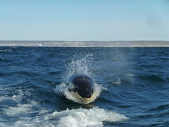 Orcinus orca