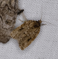 Choristoneura fumiferana