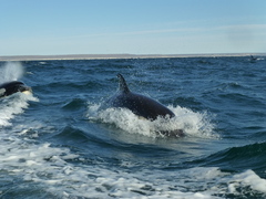 Orcinus orca