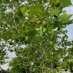 Platanus occidentalis