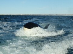 Orcinus orca