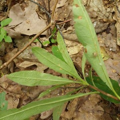 Rhododendron luteum