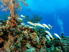 Mulloidichthys martinicus