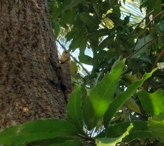 Calotes versicolor