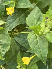 Mirabilis
