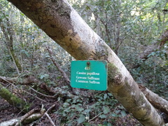 Elaeodendron croceum