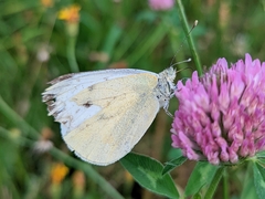 Pieris rapae