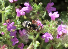 Triepeolus
